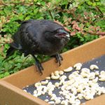 【カラスの恩返し】4年間、カラスに餌をあげつづけた少女に訪れた「おとぎ話」のような実話に感動!!