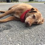 1匹の犬が悲しい表情で何時間も道路に横たわり続ける理由に心が痛くなる...