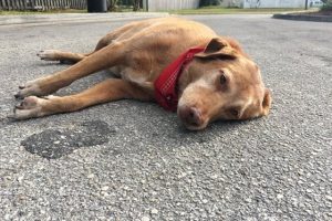 1匹の犬が悲しい表情で何時間も道路に横たわり続ける理由に心が痛くなる...
