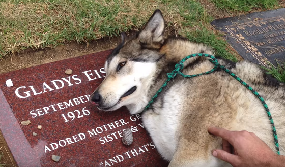 飼い主のお墓の前ですすり泣く犬の動画に心揺さぶられる・・・