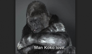 手話のできるゴリラの”ココ”が人間に伝えた衝撃的なメッセージに心打たれる！！！