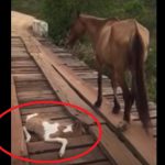 橋に挟まった子馬を何もできず見つめるだけの母馬。すると、ある男性が危険をかえりみず救助を試みる・・・