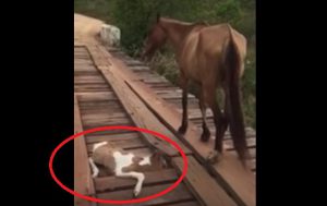 橋に挟まった子馬を何もできず見つめるだけの母馬。すると、ある男性が危険をかえりみず救助を試みる・・・