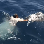 海に浮かんでいたゴミを見て、漁師が海に飛びこんだ!!!そのゴミの正体に深く考えさせられる...