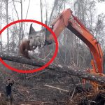 森林を守るためにオラウータンがブルドーザーに立ち向かっていく動画に考えさせられる・・・