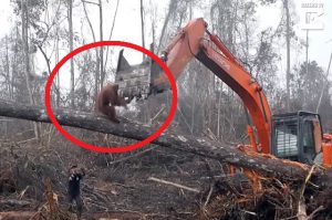 森林を守るためにオラウータンがブルドーザーに立ち向かっていく動画に考えさせられる・・・