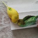 セキセイインコが亡くなった妻をしきりに起こそうとする動画に涙が溢れる・・・