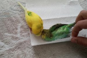 セキセイインコが亡くなった妻をしきりに起こそうとする動画に涙が溢れる・・・