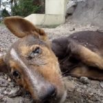 瀕死状態にもかかわらず最後の力で尻尾を振る犬が保護された結果...