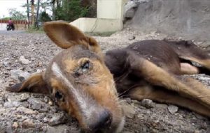 瀕死状態にもかかわらず最後の力で尻尾を振る犬が保護された結果...