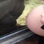 オランウータンに妊娠中のお腹を見せたときの反応が素敵すぎる!!