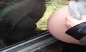 オランウータンに妊娠中のお腹を見せたときの反応が素敵すぎる！！