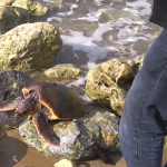 海岸でくつろいでいると思ったウミガメに近づいてみると悲惨な状況だった...