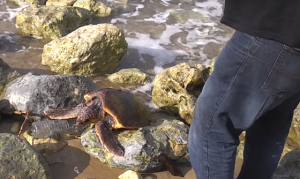 海岸でくつろいでいると思ったウミガメに近づいてみると悲惨な状況だった...