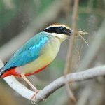 【拡散希望】巣を作っている鳥の写真を撮ってはいけない理由とは...