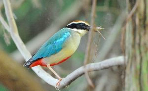 【拡散希望】巣を作っている鳥の写真を撮ってはいけない理由とは...