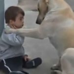 ダウン症の男の子に寄り添おうと頑張るラブラドールの姿に感動!!