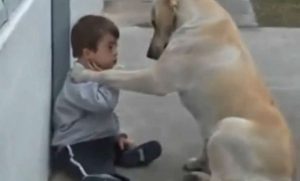 ダウン症の男の子に寄り添おうと頑張るラブラドールの姿に感動！！