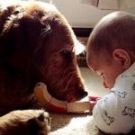 問題行動がある犬が家族の愛情のおかげで赤ちゃんの大親友になった話に超感動!!