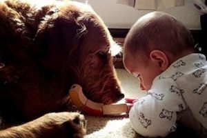 問題行動がある犬が家族の愛情のおかげで赤ちゃんの大親友になった話に超感動！！