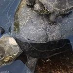 沈むー・・・背中の上に乗せた子ガメがいつもよりも重すぎると思ったら・・・