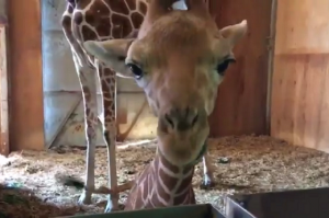 キリンの赤ちゃんが初めて水の感触を知ったときのリアクションが超可愛すぎる！！