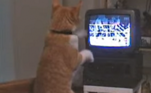 【ネコパンチ特訓中】ボクシングの映像を見ながらパンチの特訓をする猫が可愛すぎる！！