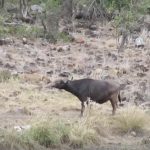 この画像の中に何匹のライオンが隠れているでしょうか???