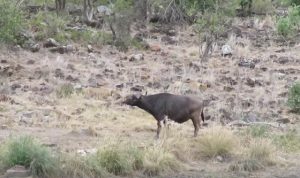 この画像の中に何匹のライオンが隠れているでしょうか？？？