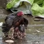 ヒナ鳥たちを、雨から身を挺して守るニワトリの母親の姿がネットで話題に!!