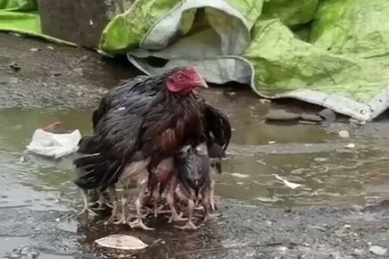 ヒナ鳥たちを、雨から身を挺して守るニワトリの母親の姿がネットで話題に！！