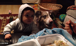 赤ちゃんに「ママ」という言葉を教えていたら、犬の方が先に覚えてしまったｗ