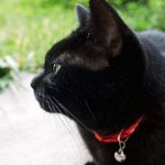 イギリスで黒猫を捨てる人が急増?!その驚愕の理由に怒りが止まらない...