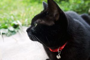 イギリスで黒猫を捨てる人が急増？！その驚愕の理由に怒りが止まらない...