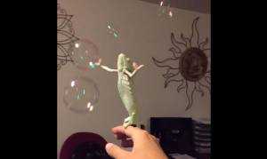 カメレオンがシャボン玉を見てはしゃぎまくる動画が可愛すぎるｗ