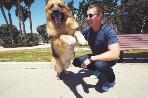５年間、鎖につながれたまま飼育放棄されていた犬が初めて海を見たときの動画に超感動！！