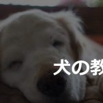 『犬の教え』に涙が溢れる...~いつかその日がきたら出会えたことに感謝する~