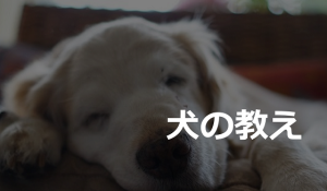 『犬の教え』に涙が溢れる...~いつかその日がきたら出会えたことに感謝する~