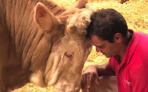 ずっと鎖で繋がれていた仔牛が解き放たれたときの行動に涙が止まらない...