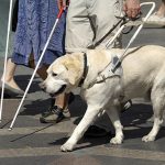優秀な盲導犬が豹変?!そのとき見せた『本当の姿』に心打たれる...
