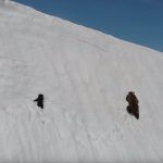 【感動動画】雪山の急斜面を登る”親子のクマの映像”に超感動!!でも、そこに隠れたある問題が...