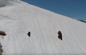 【感動動画】雪山の急斜面を登る”親子のクマの映像”に超感動!!でも、そこに隠れたある問題が...