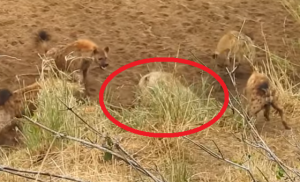 12匹のハイエナに囲まれ大ピンチのライオンを救ったのはなんと...