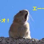『エーーーーオ!』ネズミさんがQueenの歌を大熱唱で大爆笑♪♪