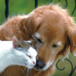 大学教授が語る『大型犬はいるのに大型猫がいない』理由に超納得!!