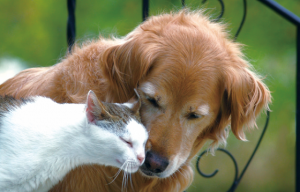 大学教授が語る『大型犬はいるのに大型猫がいない』理由に超納得！！