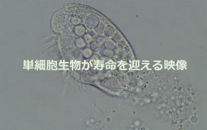 ゾウリムシのような単細胞生物が寿命を迎える瞬間をとらえた動画に心打たれる...