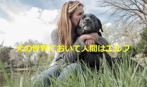 犬の気持ちになって人間について書いた「犬の世界において人間はエルフ」という詩に超感動！！