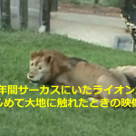 13年間サーカスにいたライオンが、はじめての大地を踏みしめたときの映像に考えさせられる...