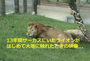 13年間サーカスにいたライオンが、はじめての大地を踏みしめたときの映像に考えさせられる...